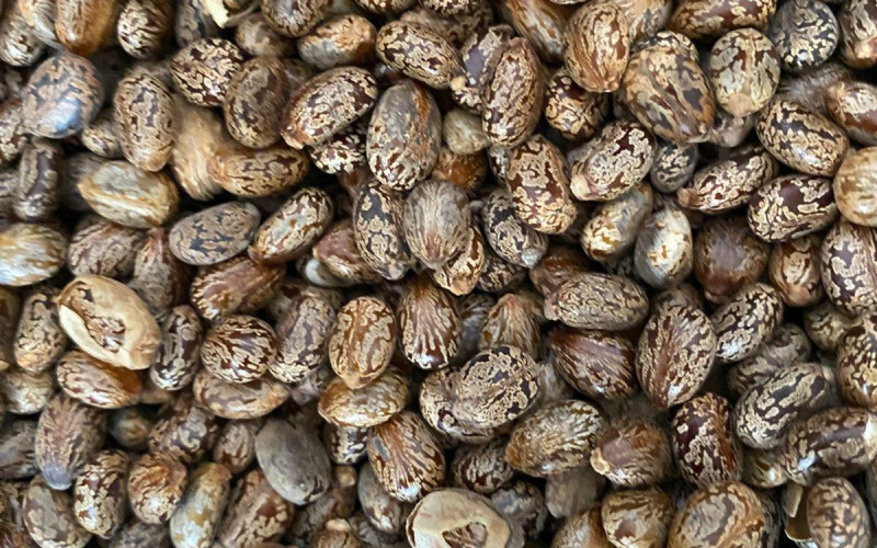 Castor Seeds